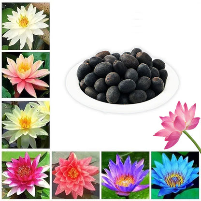 Lotus Flower Seeds For Home Garden Planting (Pack Of 100)