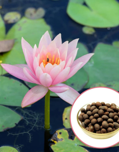 Lotus Flower Seeds For Home Garden Planting (Pack Of 100)